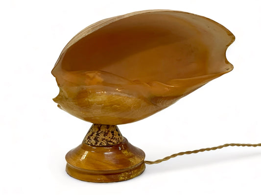 A vintage c1960 sea shell converted into a lamp and mounted onto a retro wooden base