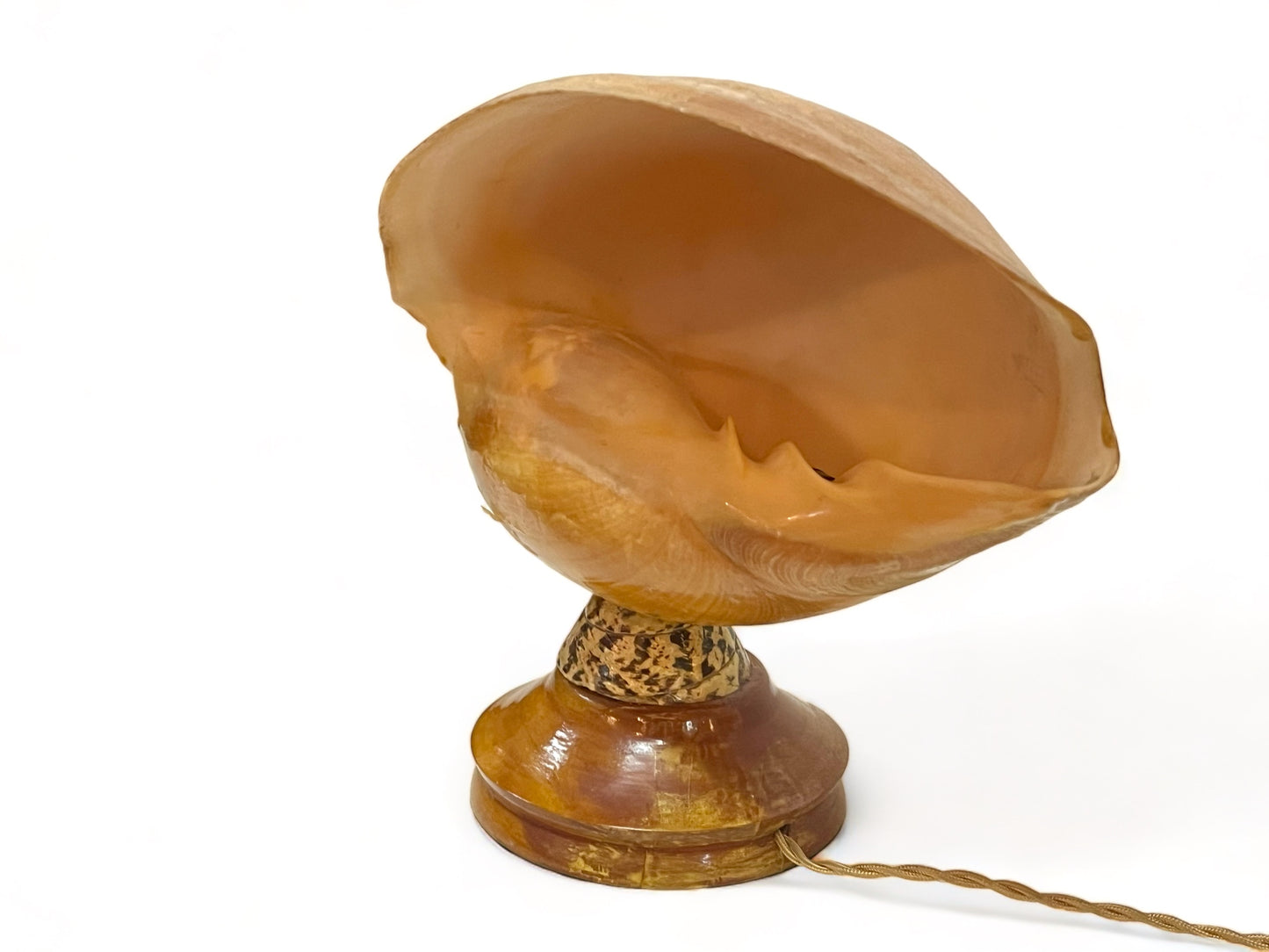 A vintage c1960 sea shell converted into a lamp and mounted onto a retro wooden base